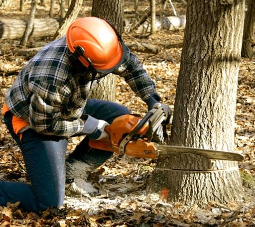 Tree Removal in Wood, SD
